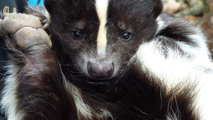 Skunk Wallpapers