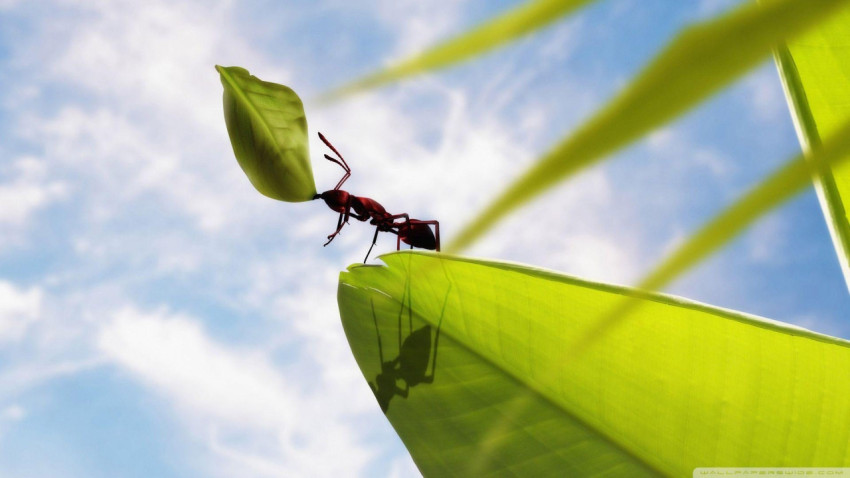 Ant Wallpapers