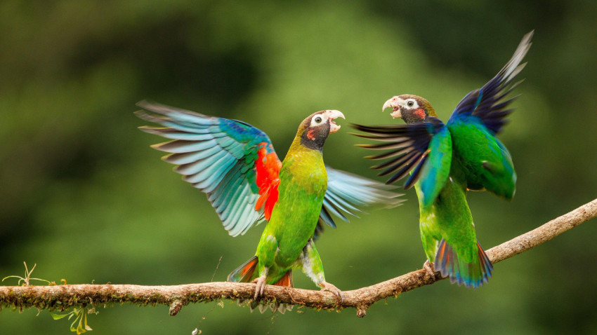 Parrots Wallpapers