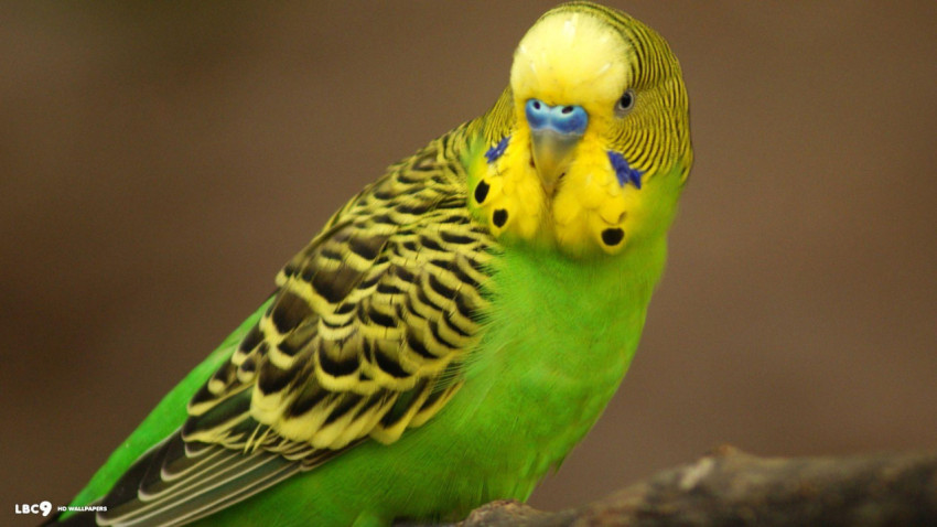 Parakeet Wallpapers