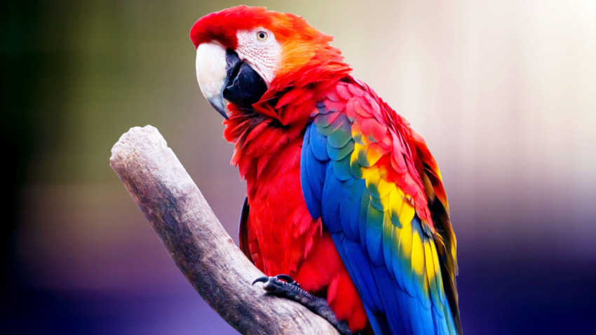Parakeet Wallpapers