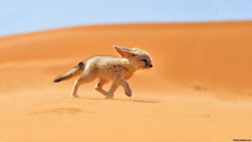 Fennec Fox Wallpapers