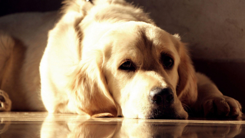 Labrador Wallpapers