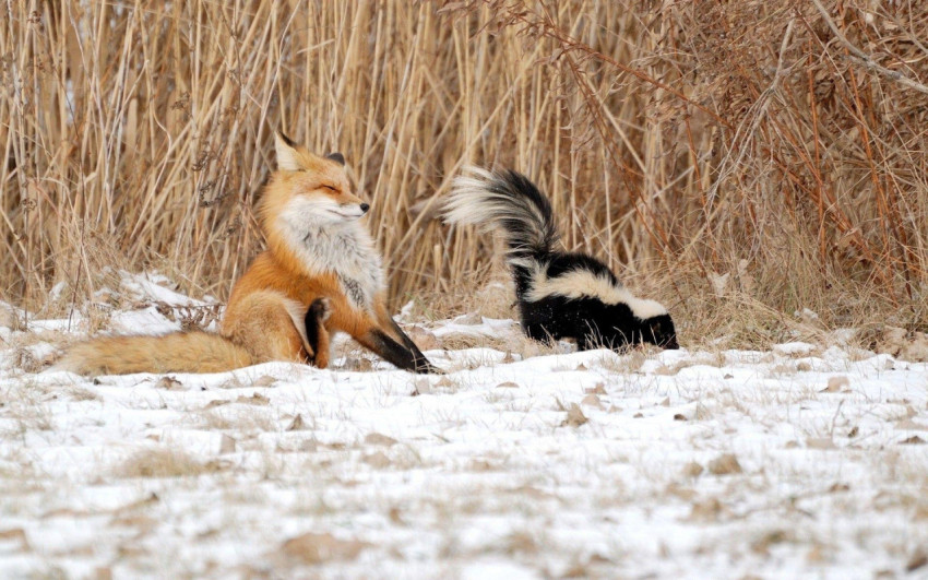 Skunk Wallpapers