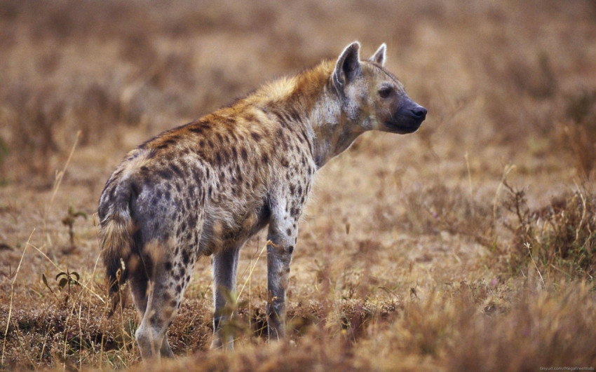 Hyena Wallpapers