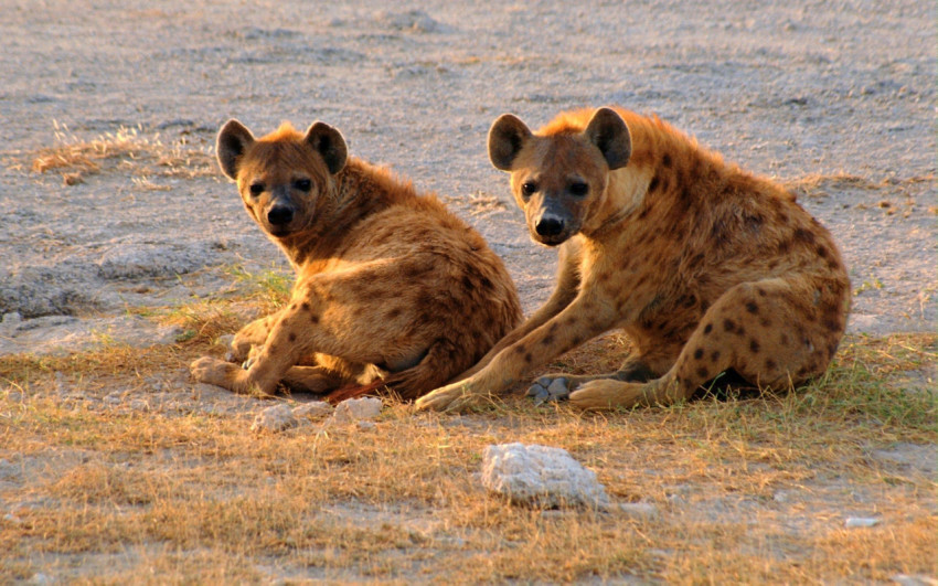 Hyena Wallpapers