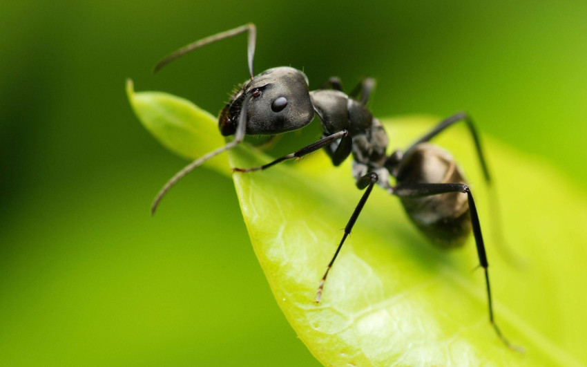 Ant Wallpapers