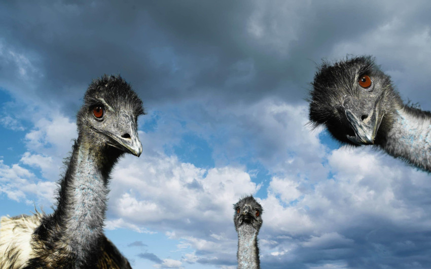 Ostrich Wallpapers