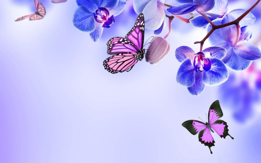 Butterflies Wallpapers