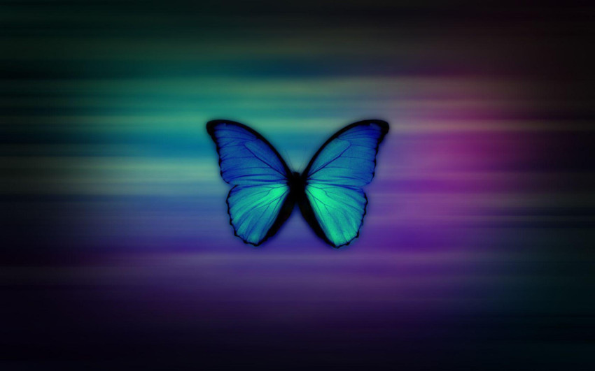 Butterflies Wallpapers