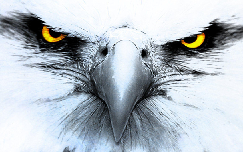 Eagle Wallpapers