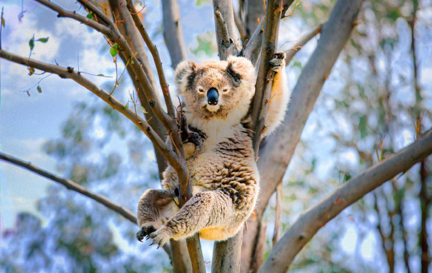 Koala Wallpapers