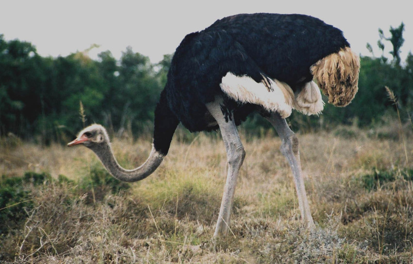 Ostrich Wallpapers