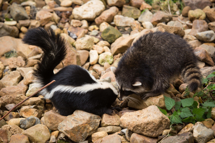 Skunk Wallpapers