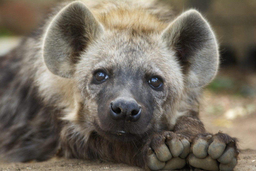 Hyena Wallpapers