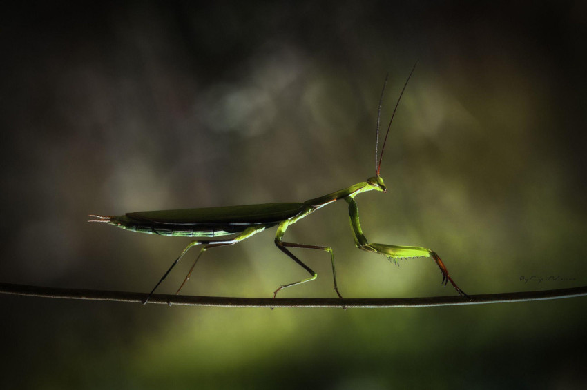 Mantis Wallpapers