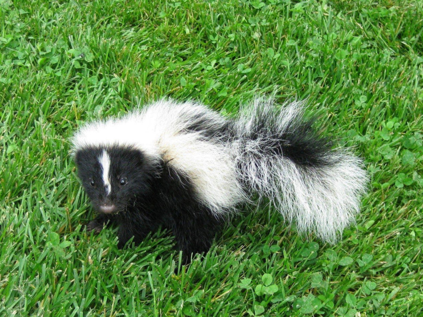 Skunk Wallpapers
