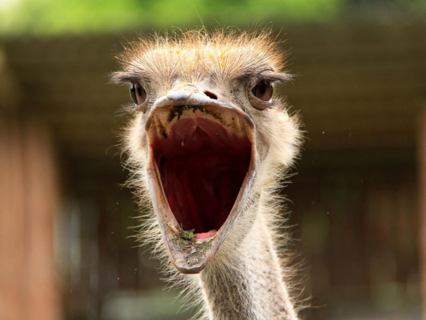 Ostrich Wallpapers