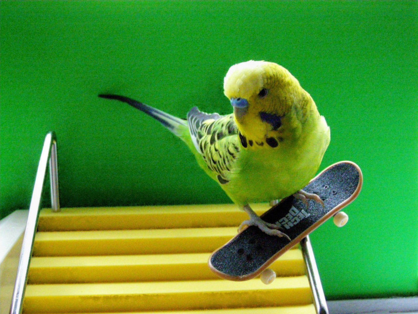 Parakeet Wallpapers