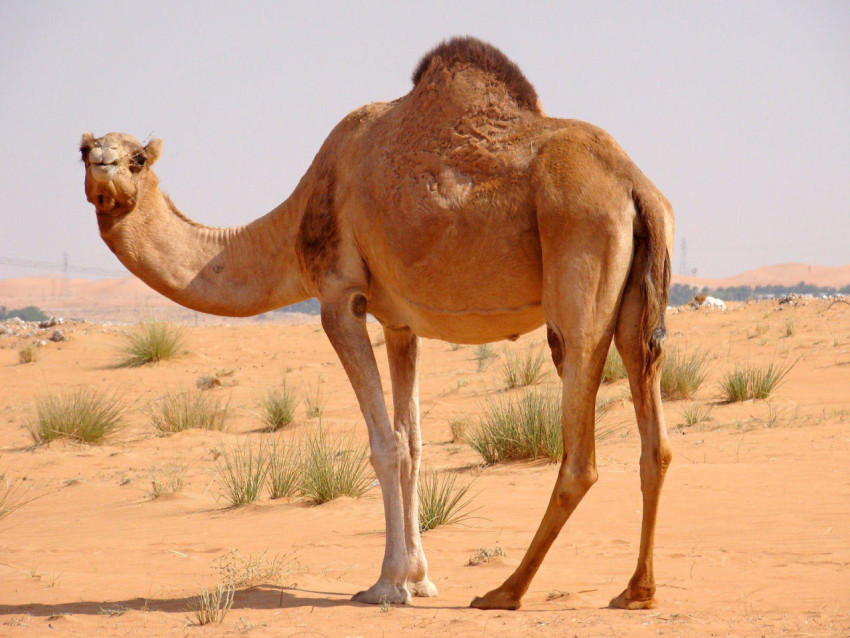 Camel Wallpapers