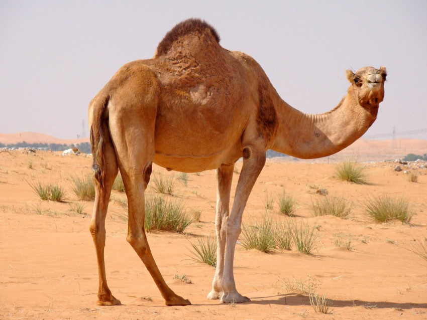 Camel Wallpapers