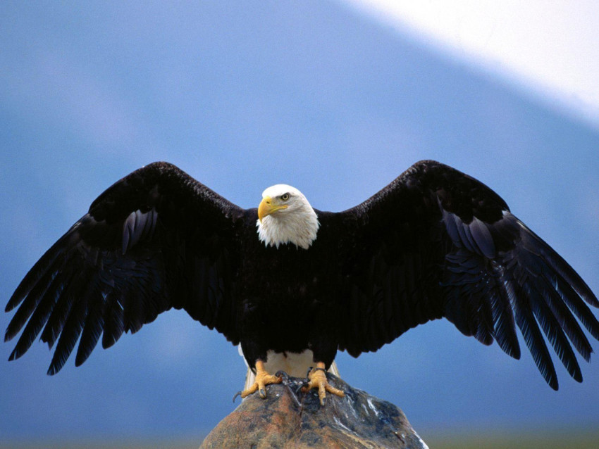 Eagle Wallpapers