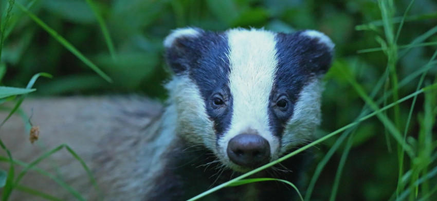 Badger Wallpapers
